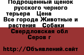 Подрощенный щенок русского черного терьера › Цена ­ 35 000 - Все города Животные и растения » Собаки   . Свердловская обл.,Серов г.
